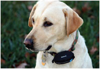 Garmin GTU 10 Hund